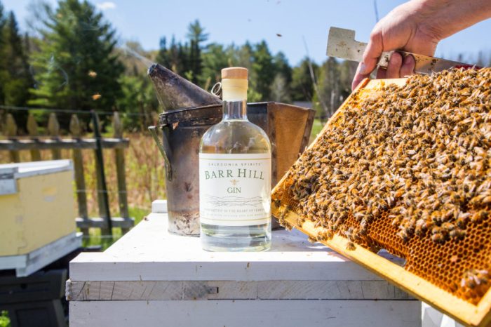 Cocktails for a cause: Barr Hill Gin hosts “Bee’s Knees Week”