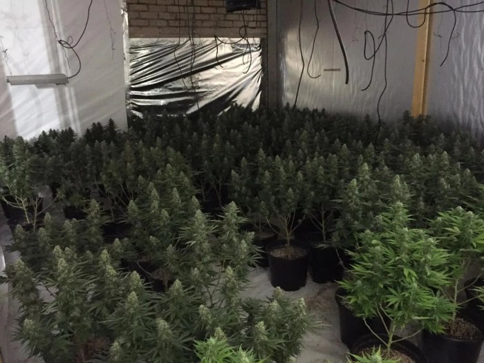 California deputies bust six-figure marijuana operation