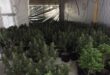 California deputies bust six-figure marijuana operation