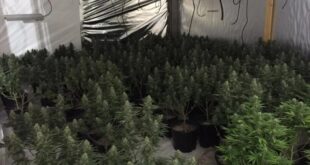 California deputies bust six-figure marijuana operation