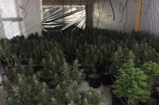California deputies bust six-figure marijuana operation