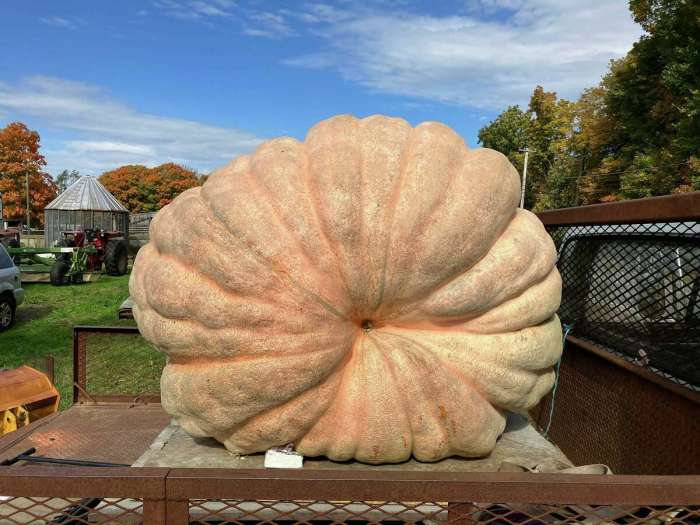 Pumpkin in East End set to break heaviest pumpkin record