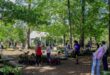 SFA Gardens to host annual Fall plant sale