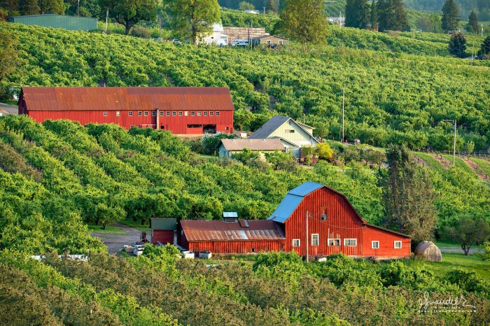 Orchards valley Oregon’s best orchards for apple-picking, according to Yelp