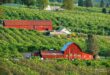 Oregon’s best orchards for apple-picking, according to Yelp