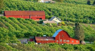 Oregon’s best orchards for apple-picking, according to Yelp