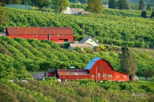 Oregon’s best orchards for apple-picking, according to Yelp