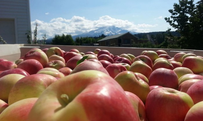 Apples picking portland Oregon’s best orchards for apple-picking, according to Yelp