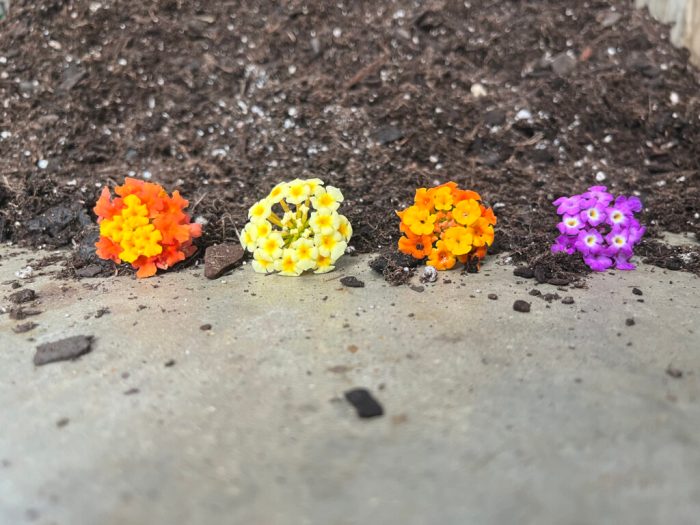 SFA Gardens to host annual Fall plant sale