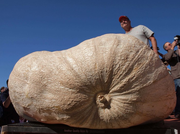 Pumpkin in East End set to break heaviest pumpkin record