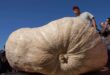 Pumpkin in East End set to break heaviest pumpkin record