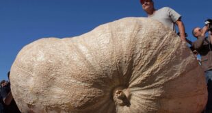 Pumpkin in East End set to break heaviest pumpkin record