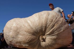 Pumpkin in East End set to break heaviest pumpkin record