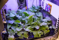 nasa-selects-twelve-groundbreaking-research-projects-to-sustain-future-human-space-exploration-missions