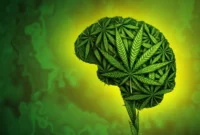 new-study-links-cannabis-use-to-increased-risk-of-both-committing-and-experiencing-violence