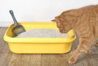 the-unlocking-of-the-feline-olfactory-code-how-unusual-fatty-acids-serve-as-a-lasting-chemical-signature-in-cat-urine